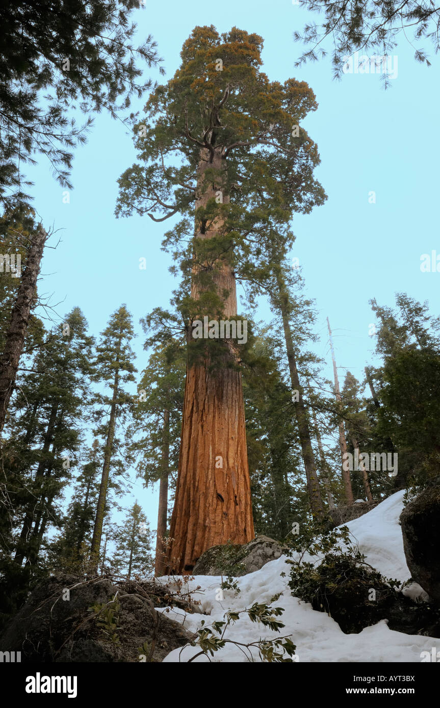 A giant redwood tree in a clearing Stock Photo Alamy