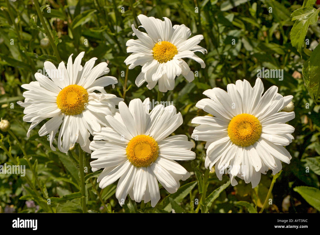 Giant white daisies Stock Photo
