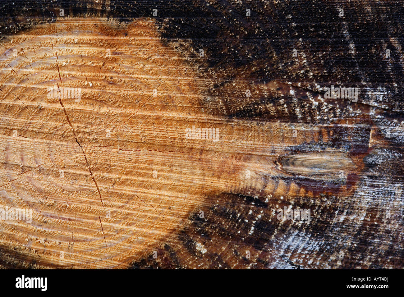 Tree rings and heartwood of a spruce tree (Picea), Lueerwald (Luer Forest), Sauerland, North Rhine-Westphalia, Germany Stock Photo
