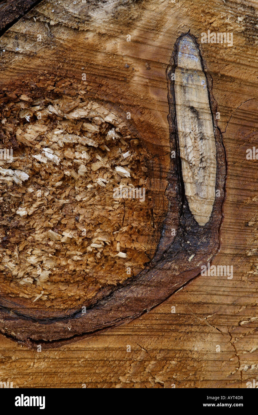 Texture, tree trunk, Lueerwald (Luer Forest), Sauerland, North Rhine-Westphalia, Germany Stock Photo