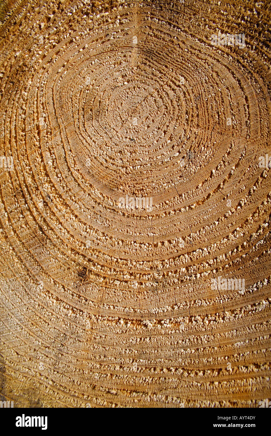Tree rings (annual rings), texture, Lueerwald (Luer Forest), Sauerland, North Rhine-Westphalia, Germany Stock Photo