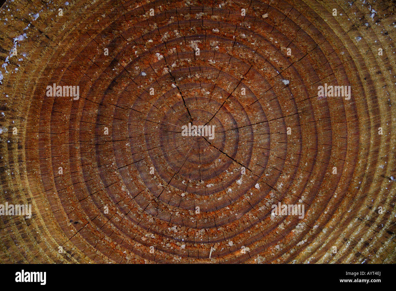 Tree rings (annual rings), texture, Lueerwald (Luer Forest), Sauerland, North Rhine-Westphalia, Germany Stock Photo