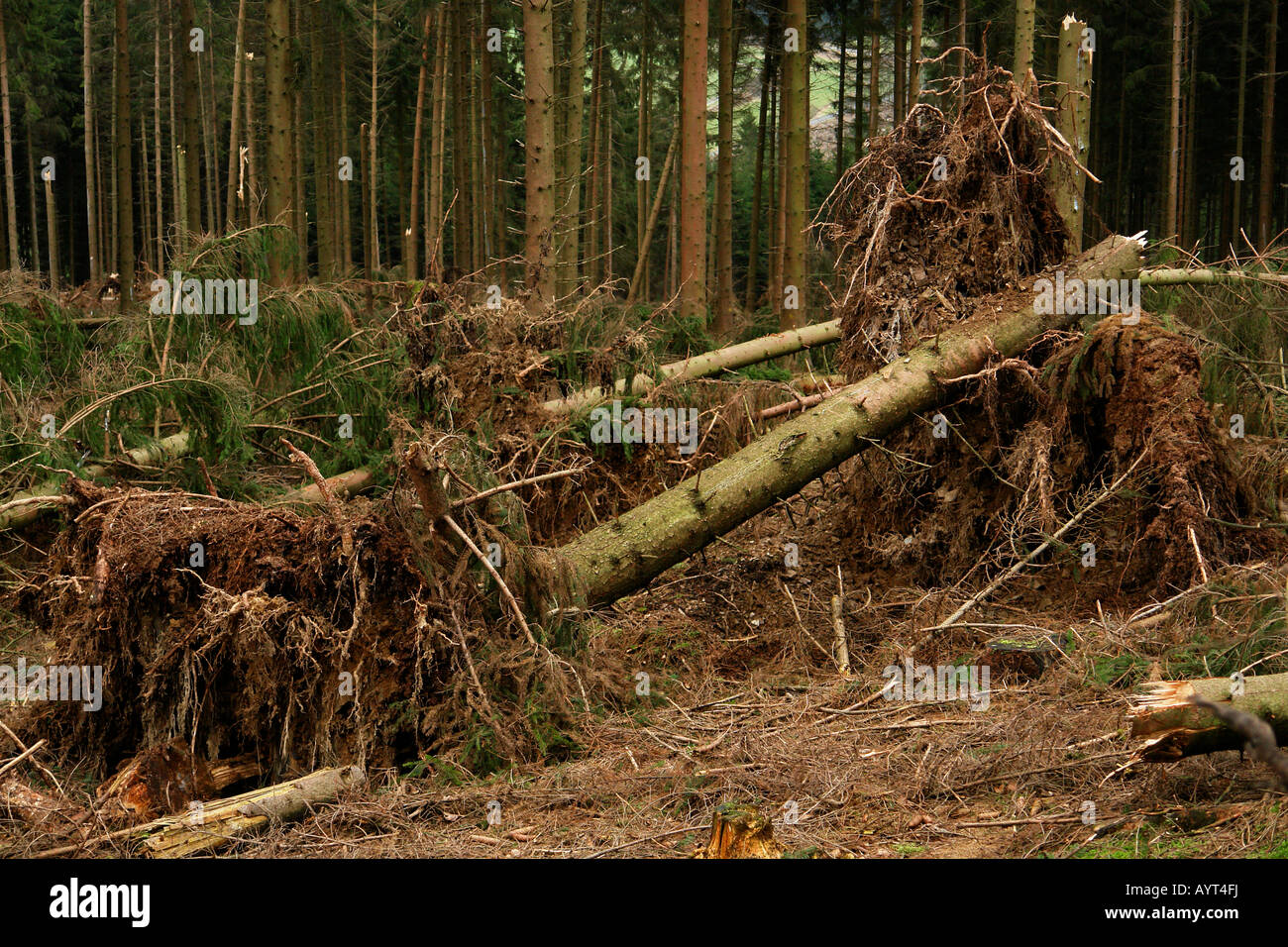 Damage in the wake of Emma, 2008 windstorm, Lueerwald (Luer Forest), Sauerland, North Rhine-Westphalia, Germany Stock Photo