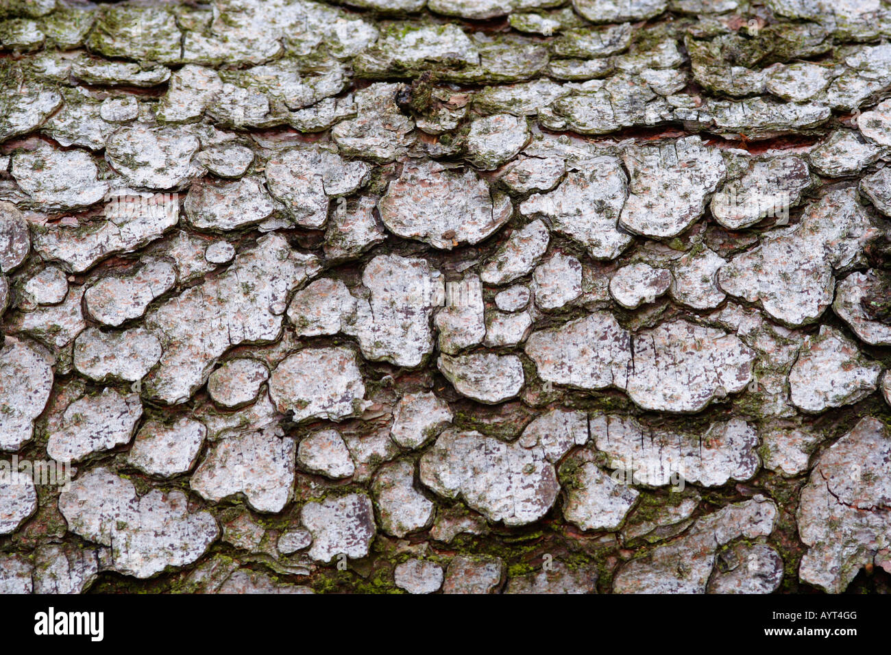 Texture, European Black Pine (Pinus nigra) bark, Lueerwald (Luer Forest), Sauerland, North Rhine-Westphalia, Germany Stock Photo