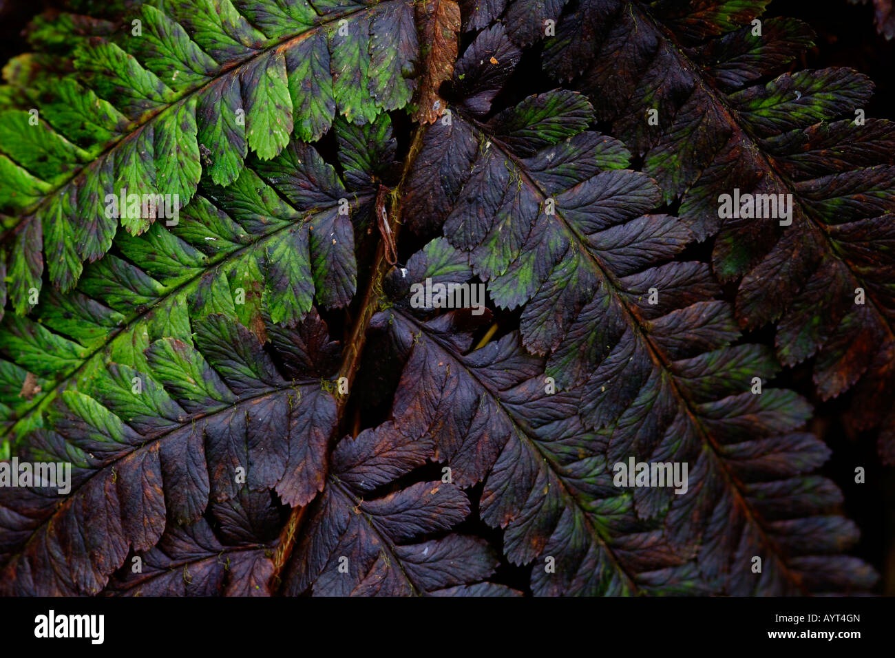 Fern leaf (Pteridophyta), Lueerwald (Luer Forest), Sauerland, North Rhine-Westphalia, Germany Stock Photo