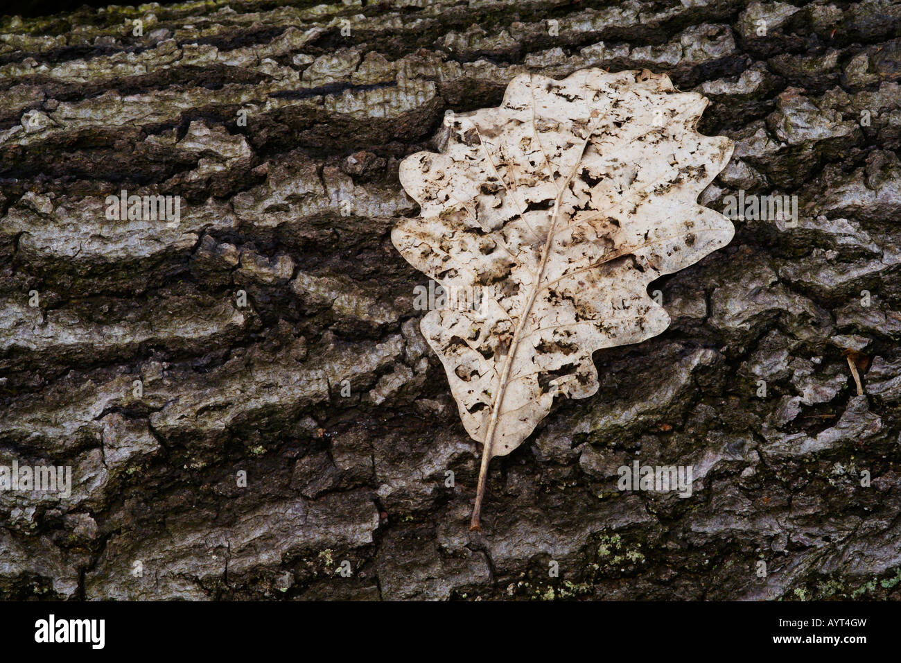 Oak leaf on oak bark (Quercus), Lueerwald (Luer Forest), Sauerland, North Rhine-Westphalia, Germany Stock Photo