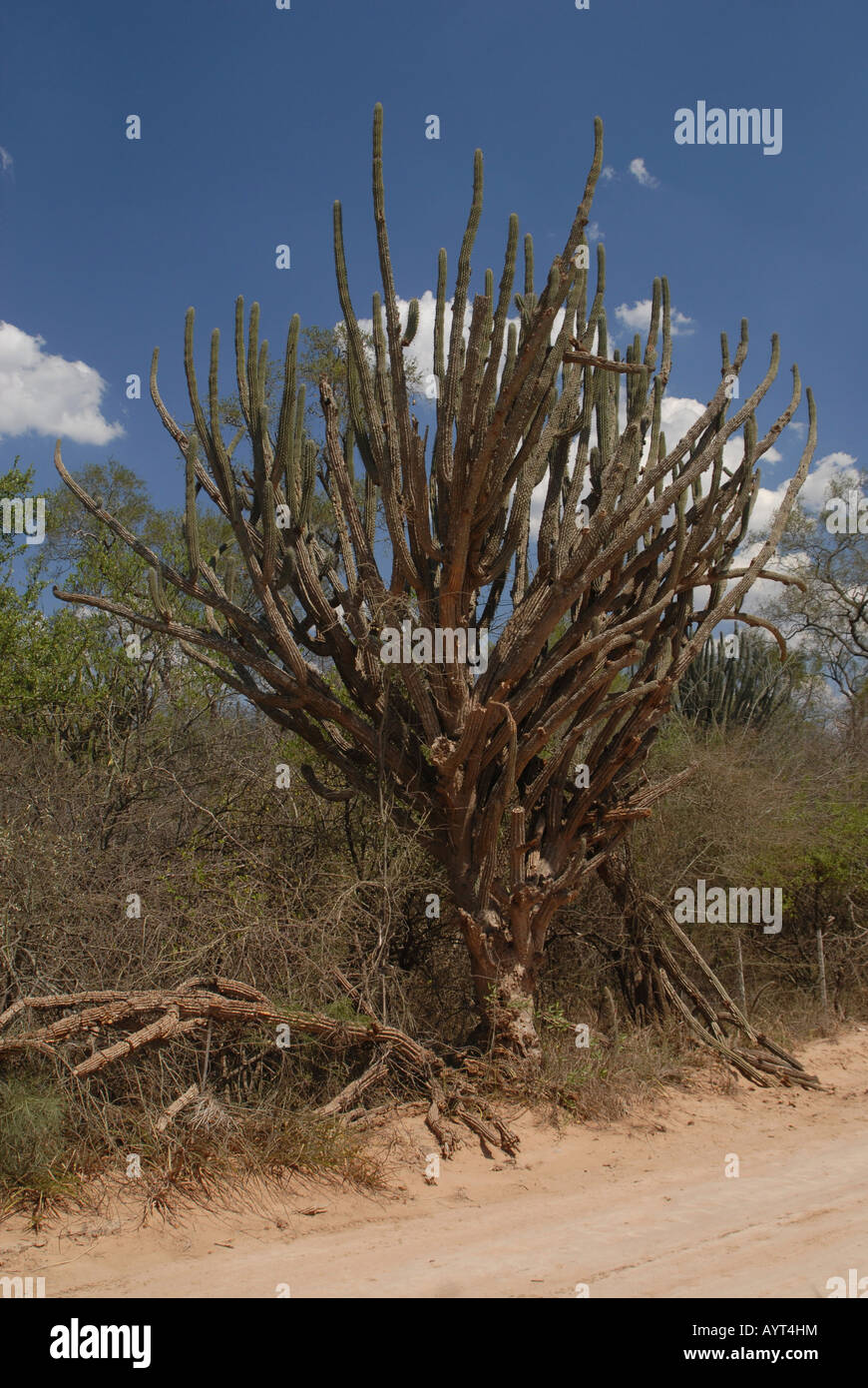 Cactus tree (Cereus sp.), arid landscape in front of a dark blue sky, Gran Chaco, Paraguay, South America Stock Photo