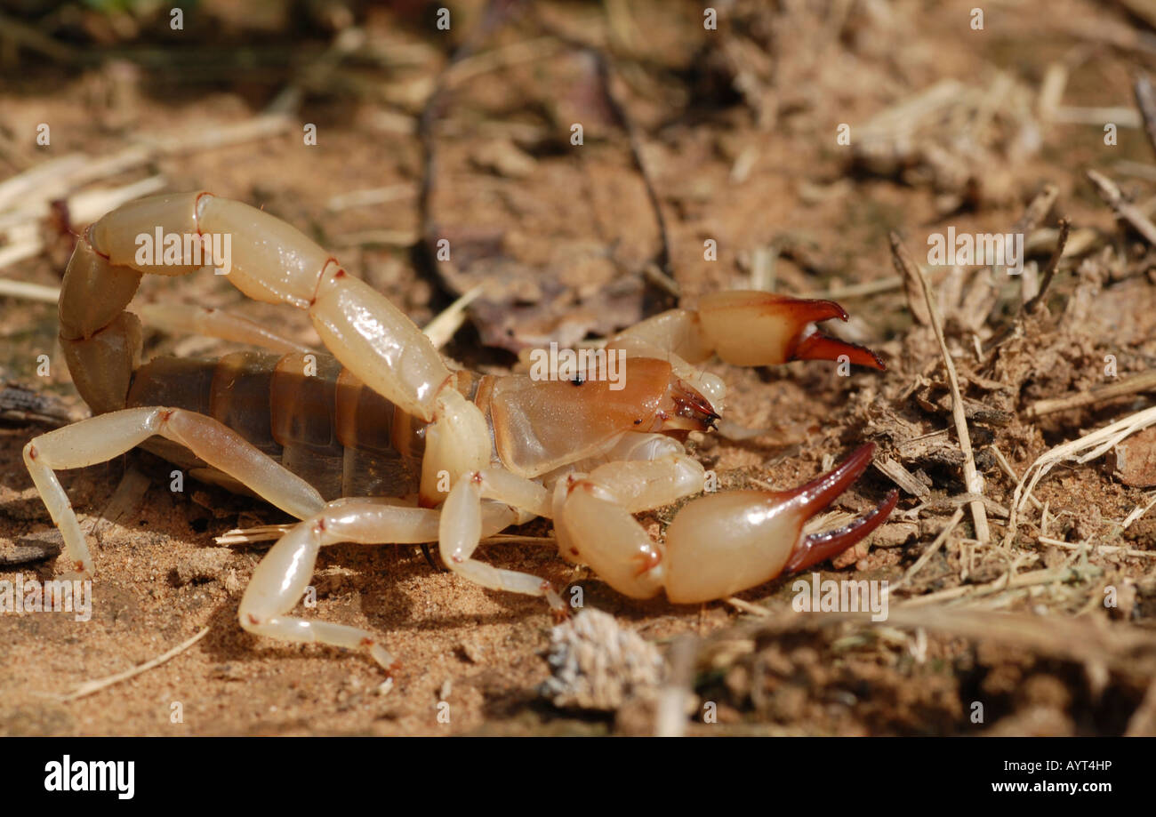 Scorpion (Timogenes elegans) defending itself, Gran Chaco, Paraguay, South America Stock Photo