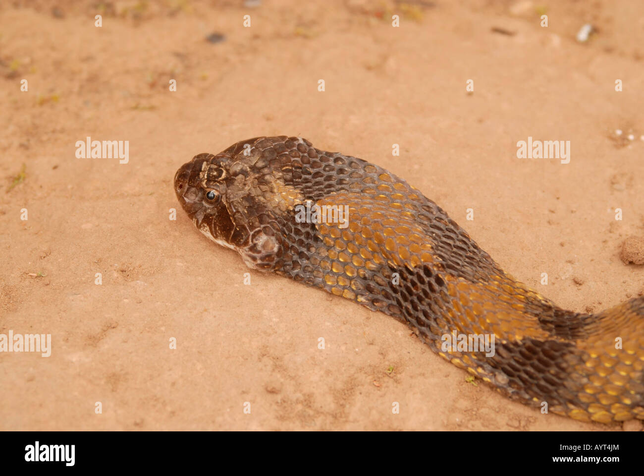 False Lancehead Snake (Xenodon neuwiedii), head, Gran Chaco, Paraguay, South America Stock Photo