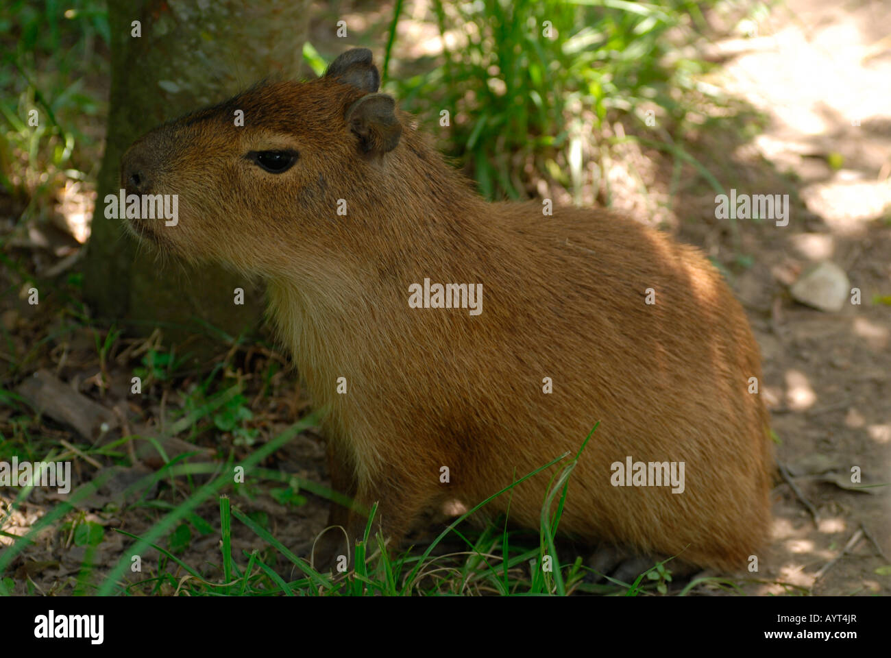 Young Capybara (Hydrochaeris hydrochaeris) resting in the shade, Gran Chaco, Paraguay, South America Stock Photo