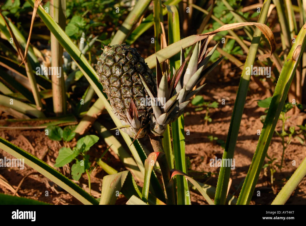 Pineapple (Ananas comosus) growing in a field, San Pedro, Paraguay, South America Stock Photo