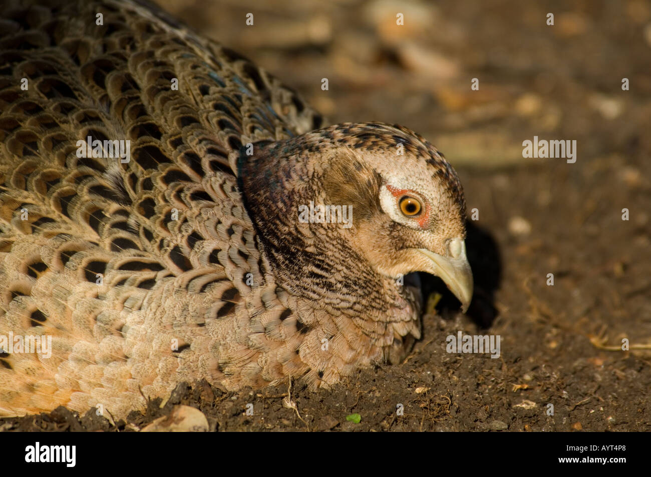 Female Common Pheasant Phasianus colchicus Stock Photo