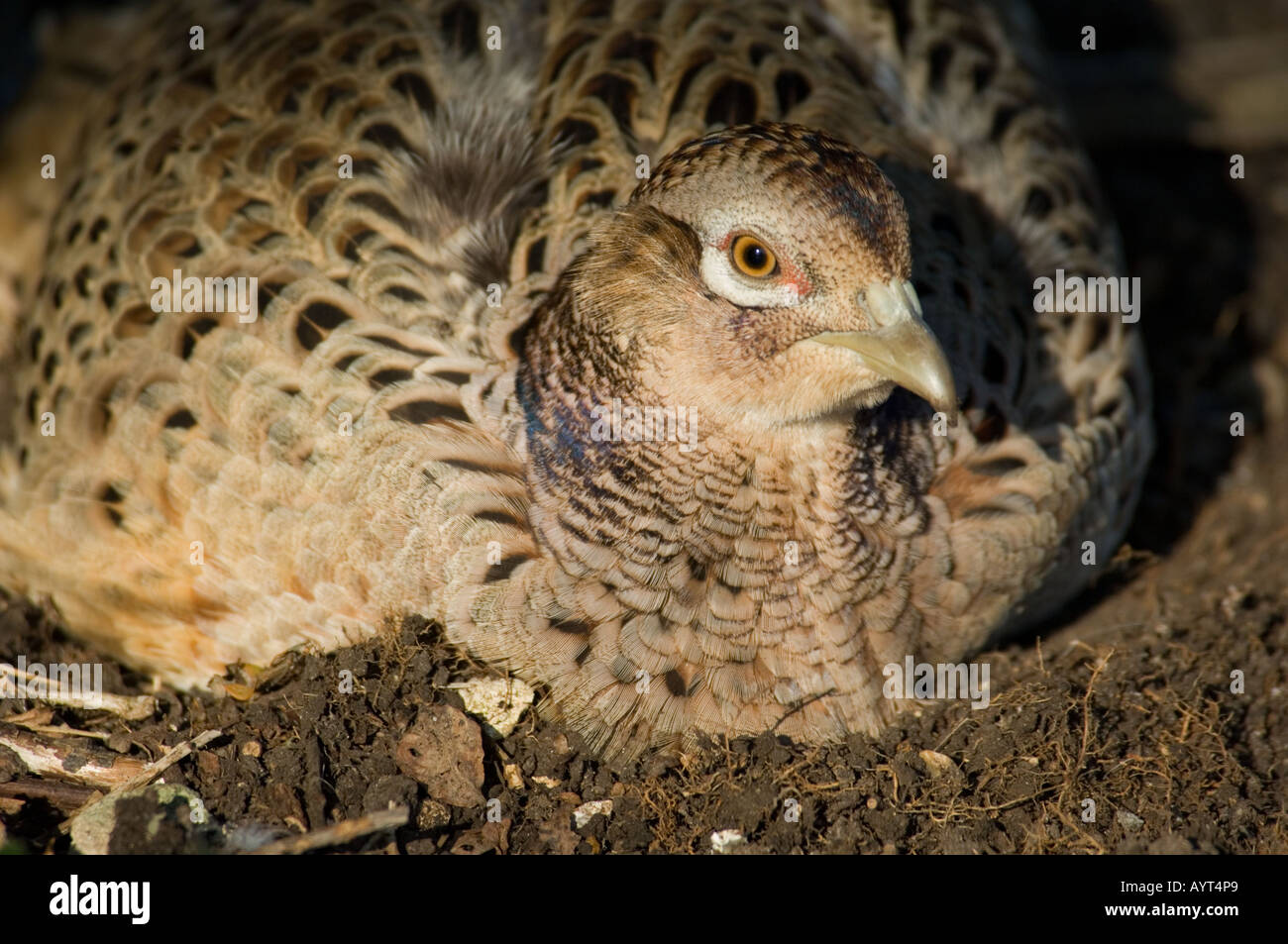 Female Common Pheasant Phasianus colchicus Stock Photo