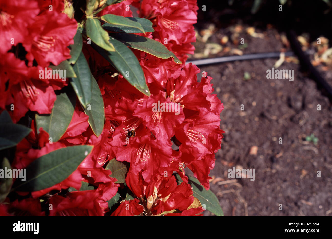 Red Rhododendron England Rhodedendron britain hi-res stock photography and images - Alamy