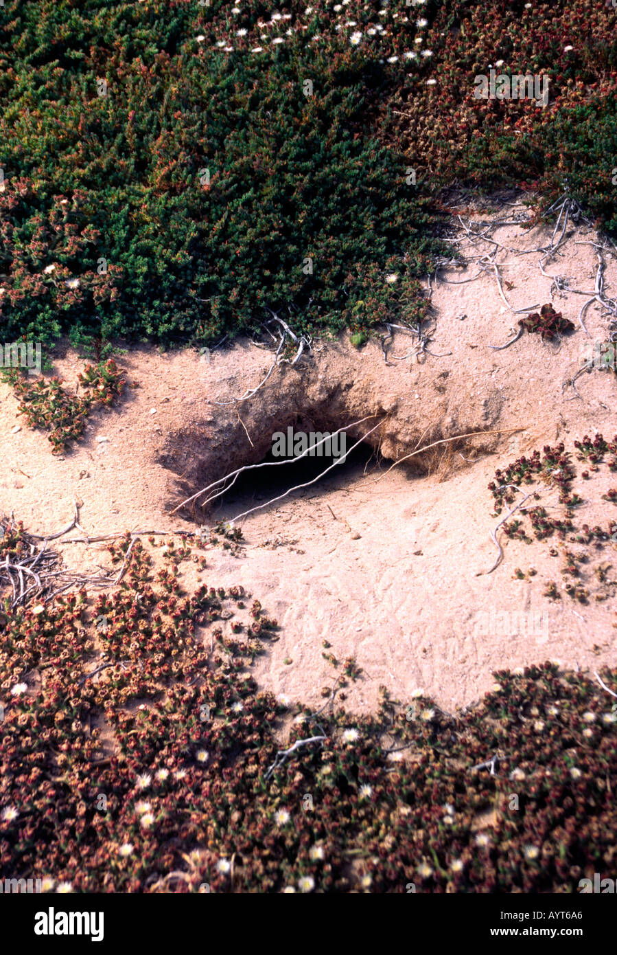 Nest of shearwater on Rottnest Island Western Australia Stock Photo Alamy