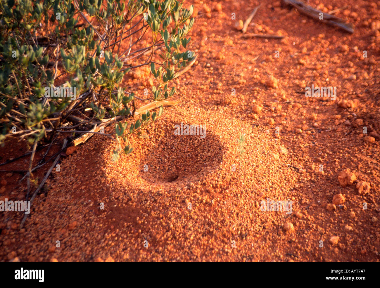 Ant hill in the Red Centre of Australia Northern territory Stock Photo
