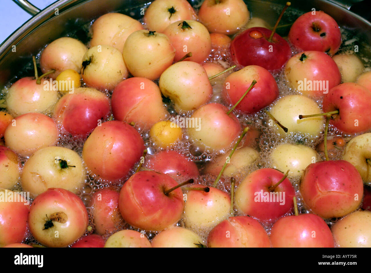 MAKING CRAB APPLE JELLY WITH MALUS DARTMOUTH Stock Photo - Alamy