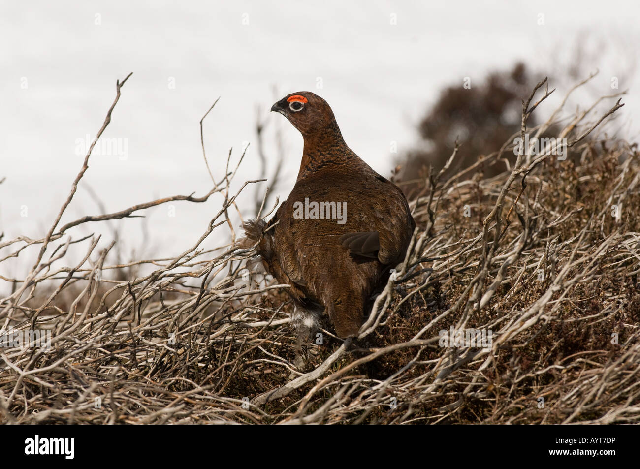 Red Grouse on old long heather in spring with snow in the background Lagopus lagopus Stock Photo