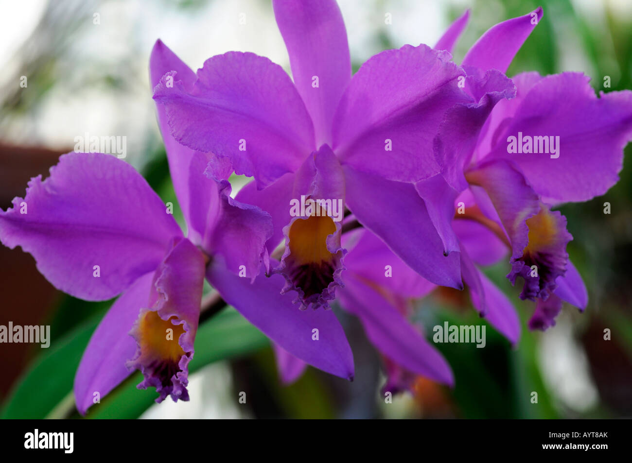 laeliocattleya beaumesnoll roquebrune orchid purple mauve lilac flowers hybrid Stock Photo