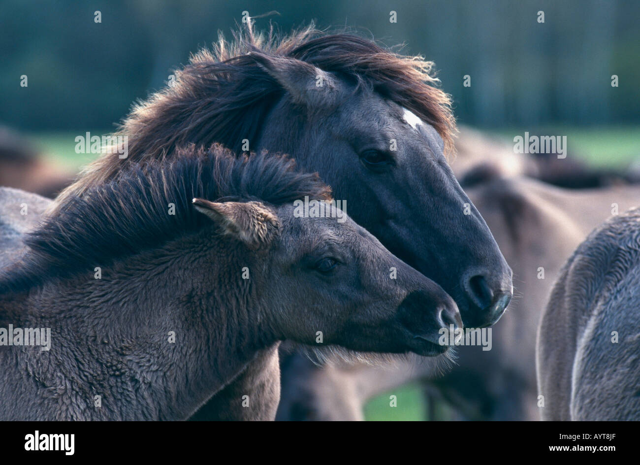 Dülmener Wildpferd Wild Horses of Dülmen Germany Stock Photo