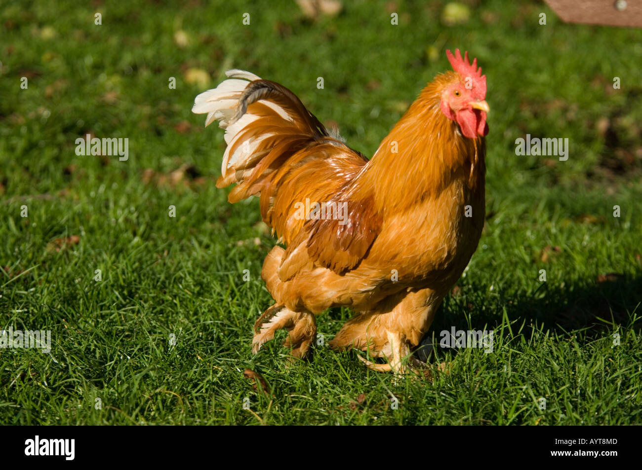 Birdworld - Surrey - UK Chicken Stock Photo