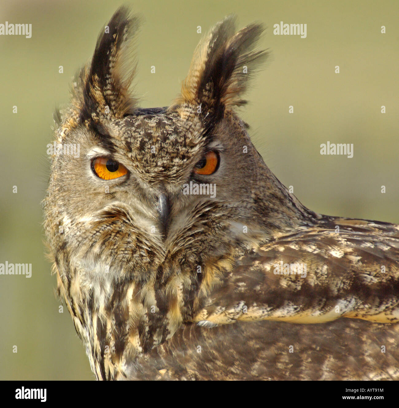 Eagle Owl Bubo bubo Stock Photo