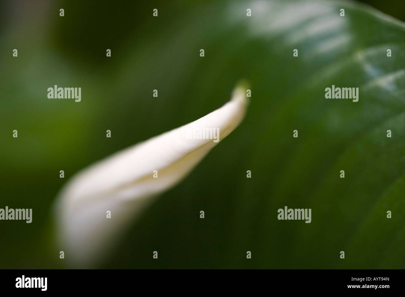 Peace lily white flower with leaves bloom Spathiphyllum wallisii in a home natural blurred blurry blur background front view macro nobody hi-res Stock Photo