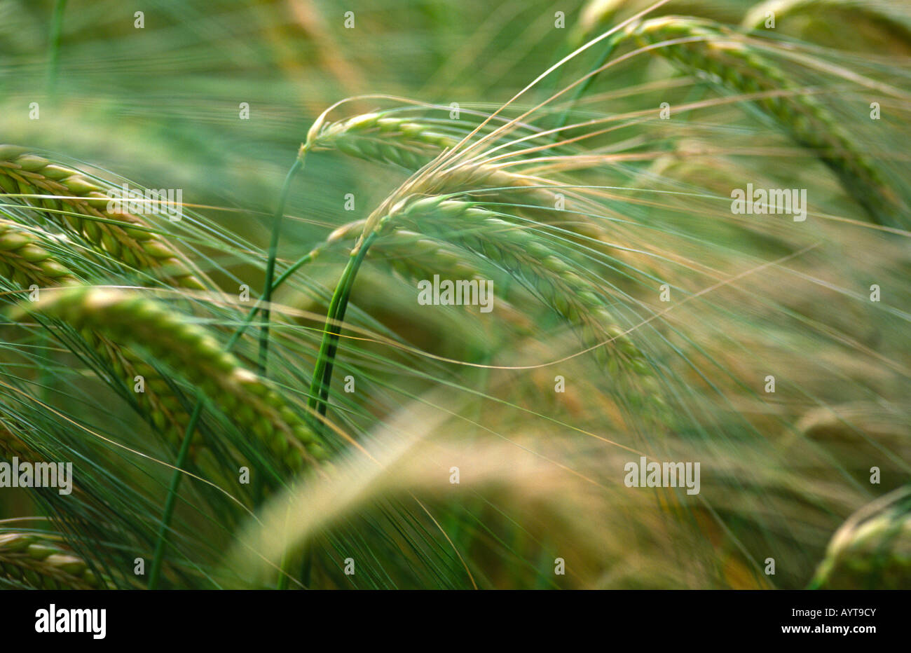 Hordeum vulgare Barley Stock Photo Alamy