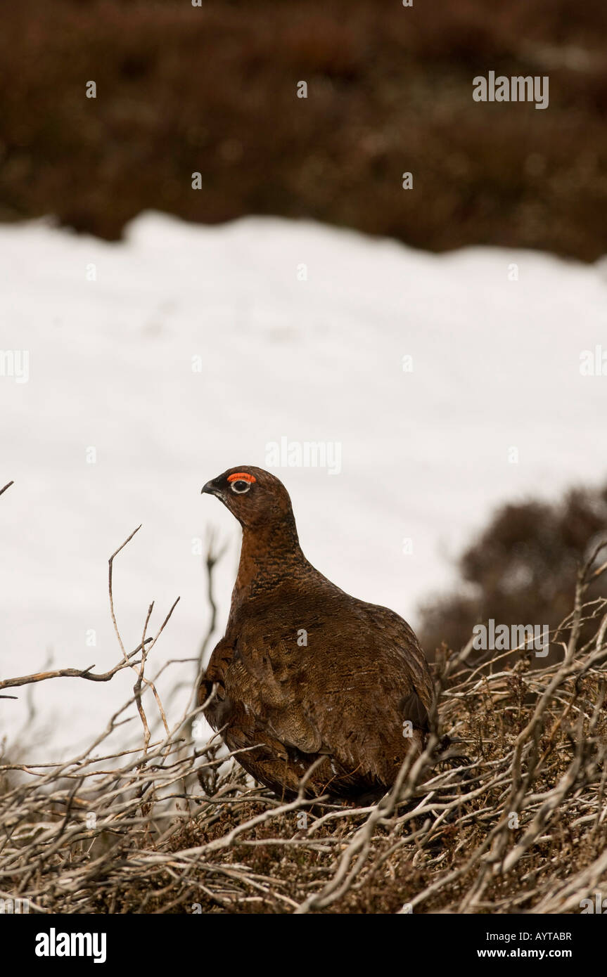Red Grouse in loong old heather with snow in the background Lagopus lagopus Stock Photo