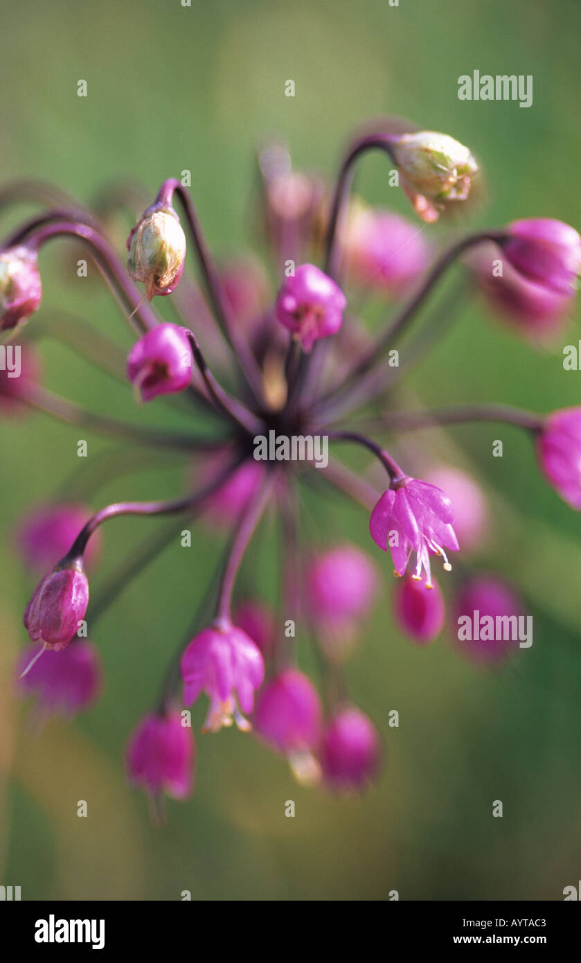Allium flavum Stock Photo