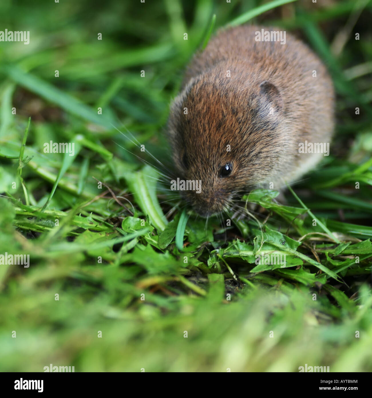 British bank vole on cut grass lawn Stock Photo
