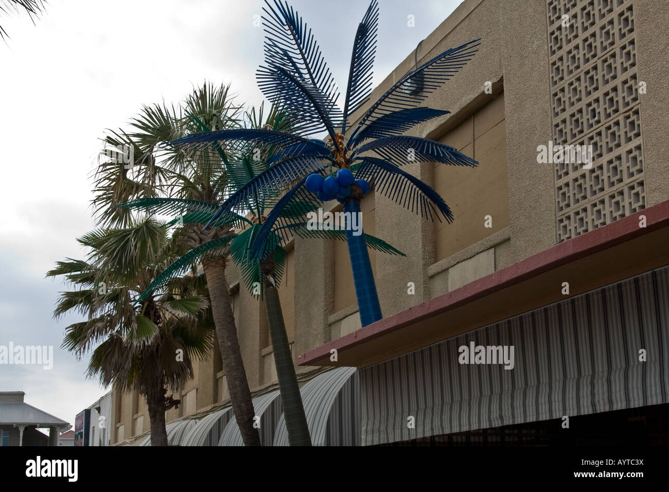 Fake blue palm tree next to three real palm trees next to a pub Stock Photo