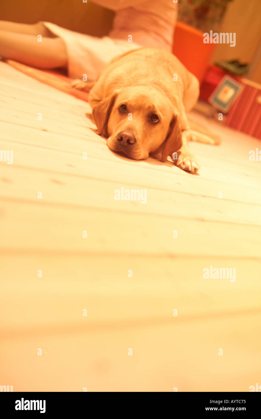 A dog lying down on the floor Stock Photo