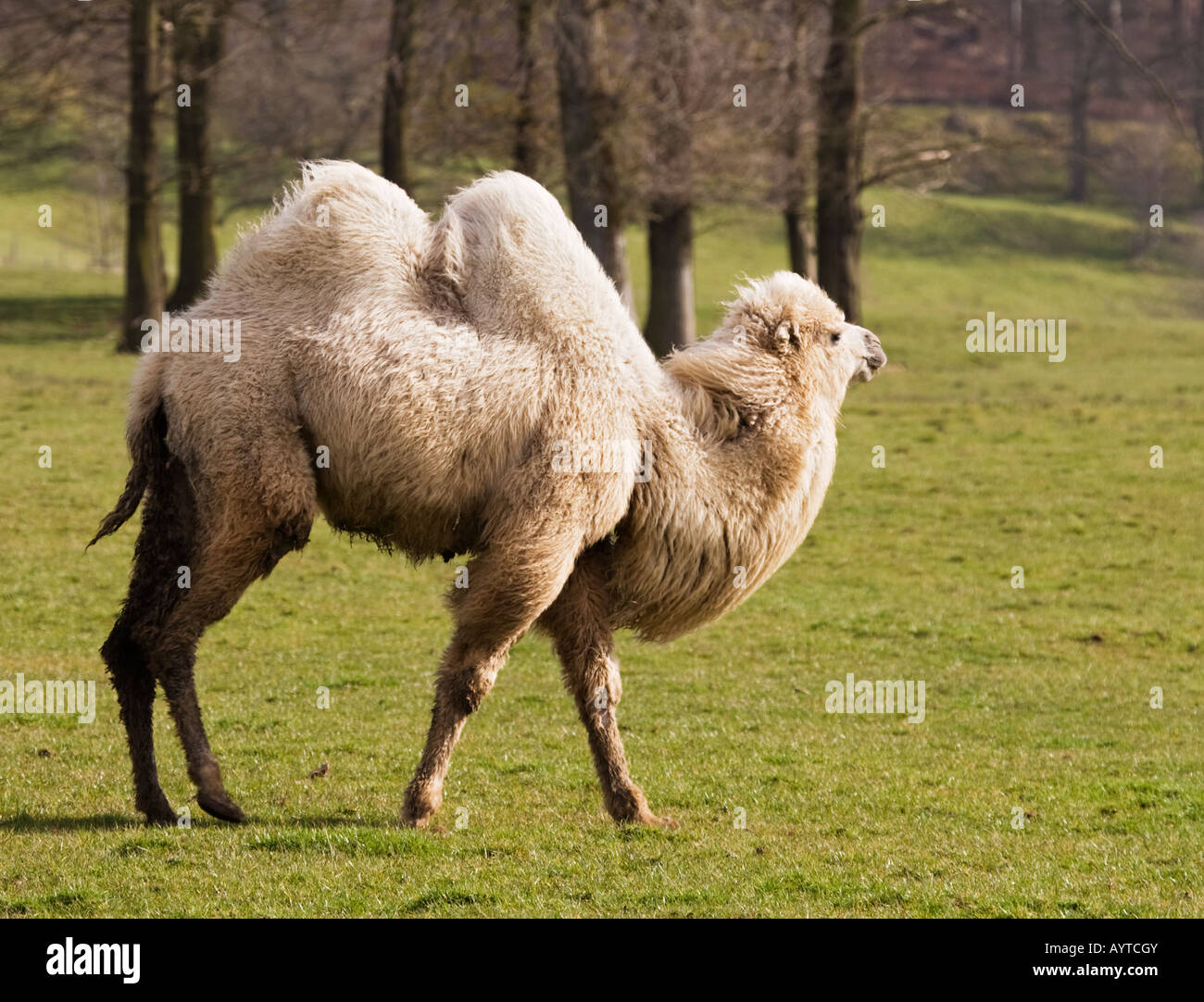 Bactrian Camel walking,England,UK Stock Photo