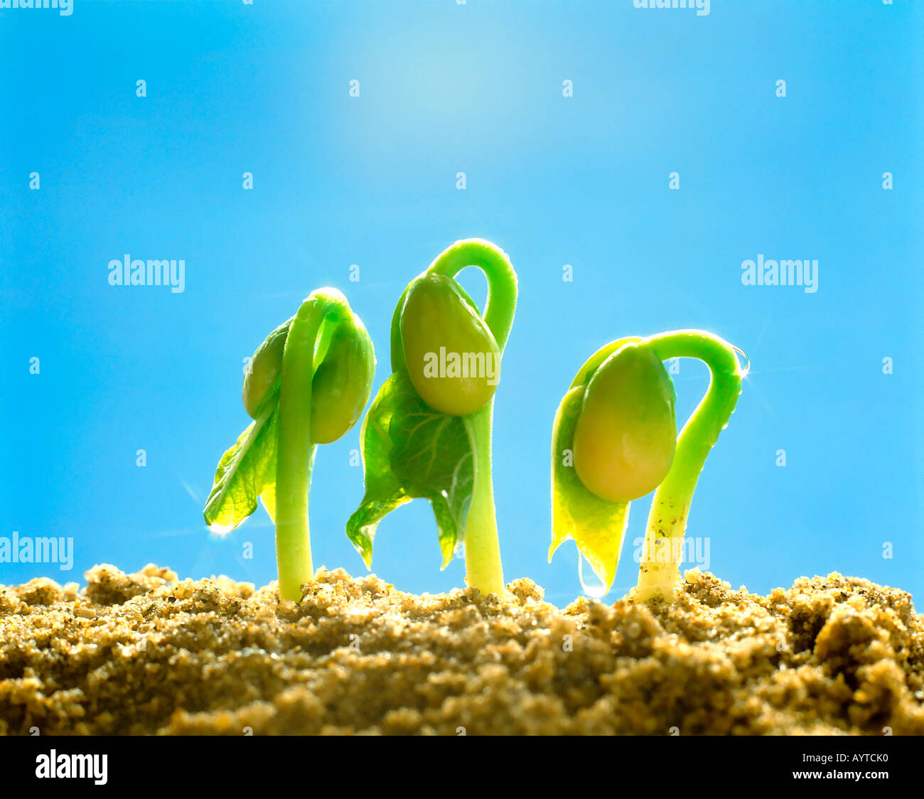 Three bean sprouts in the dirt Stock Photo Alamy