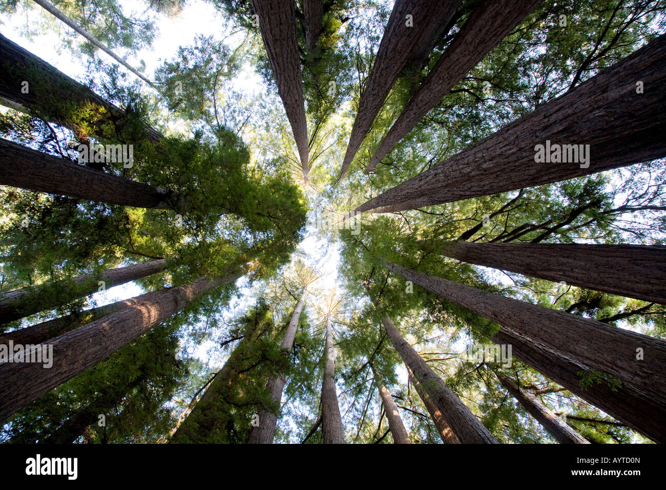 Redwood Trees at Roaring Trees Camp, Santa Cruz, California Stock Photo