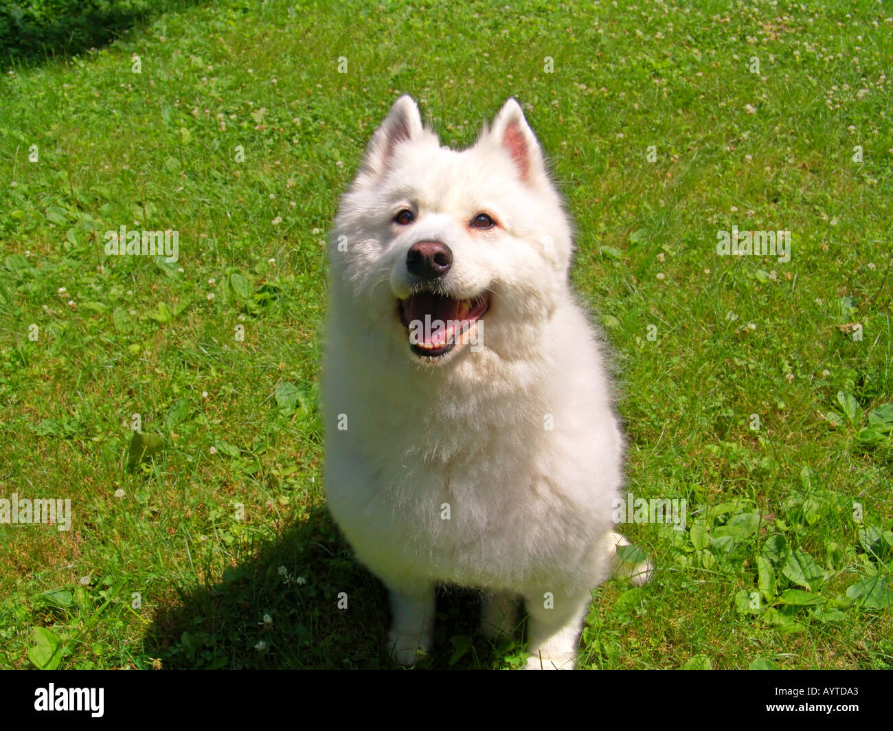 Samoyed Dog Sitting Pretty Stock Photo