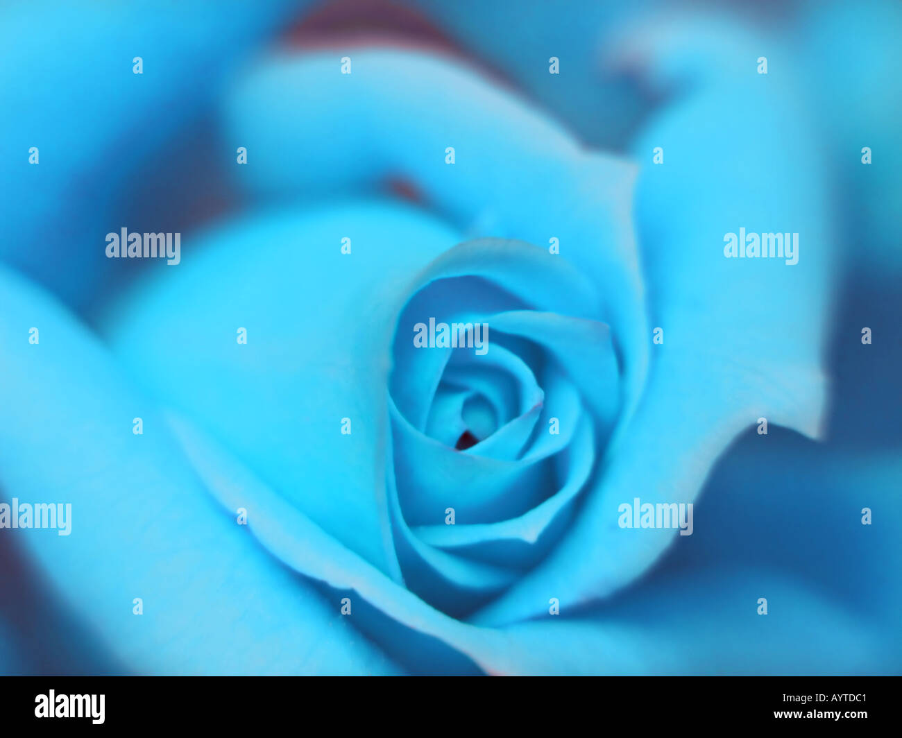 Close up of light blue rose Stock Photo