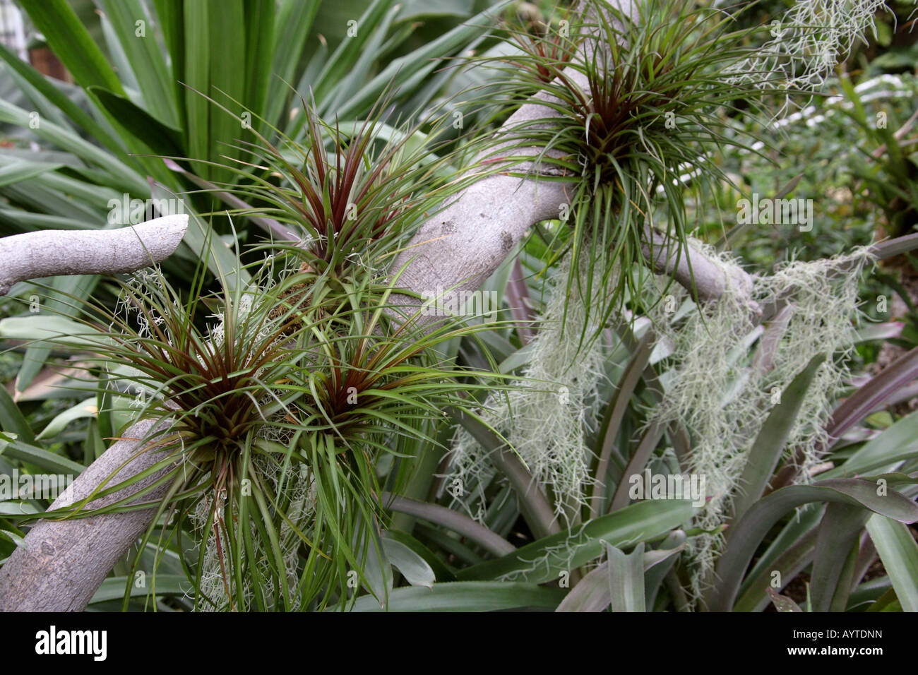 Tillandsia Bromeliad Bromeliaceae Epiphytic Air Plants Stock Photo