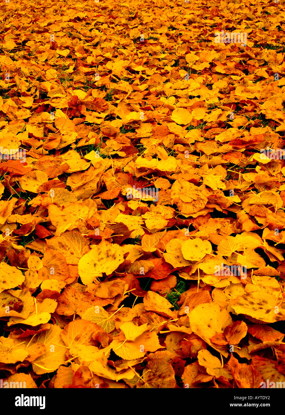 Autumn leaves on the ground Stock Photo - Alamy