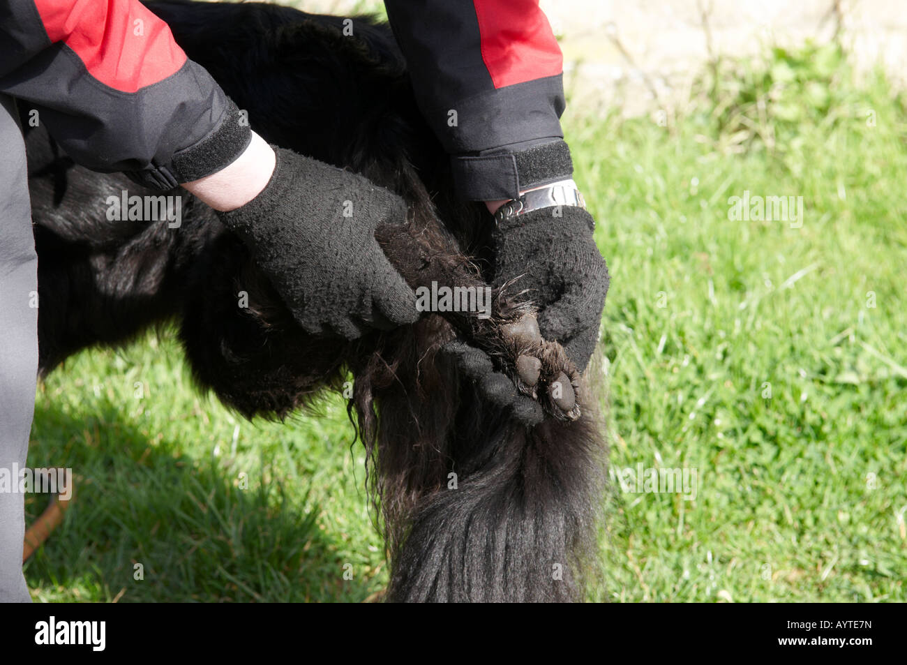 Limping leg injury hi-res stock photography and images - Alamy