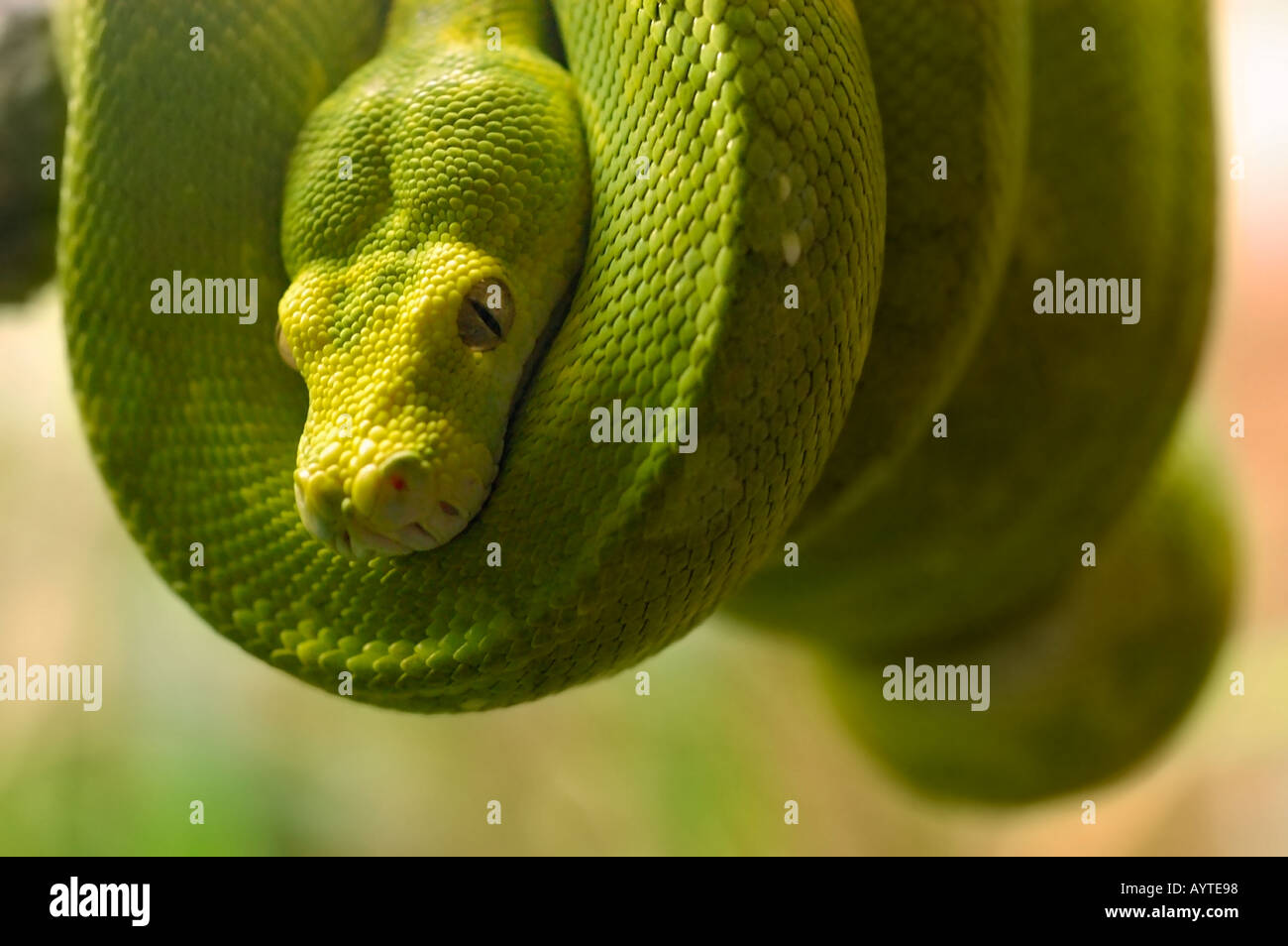Coiled Green Python Stock Photo - Alamy