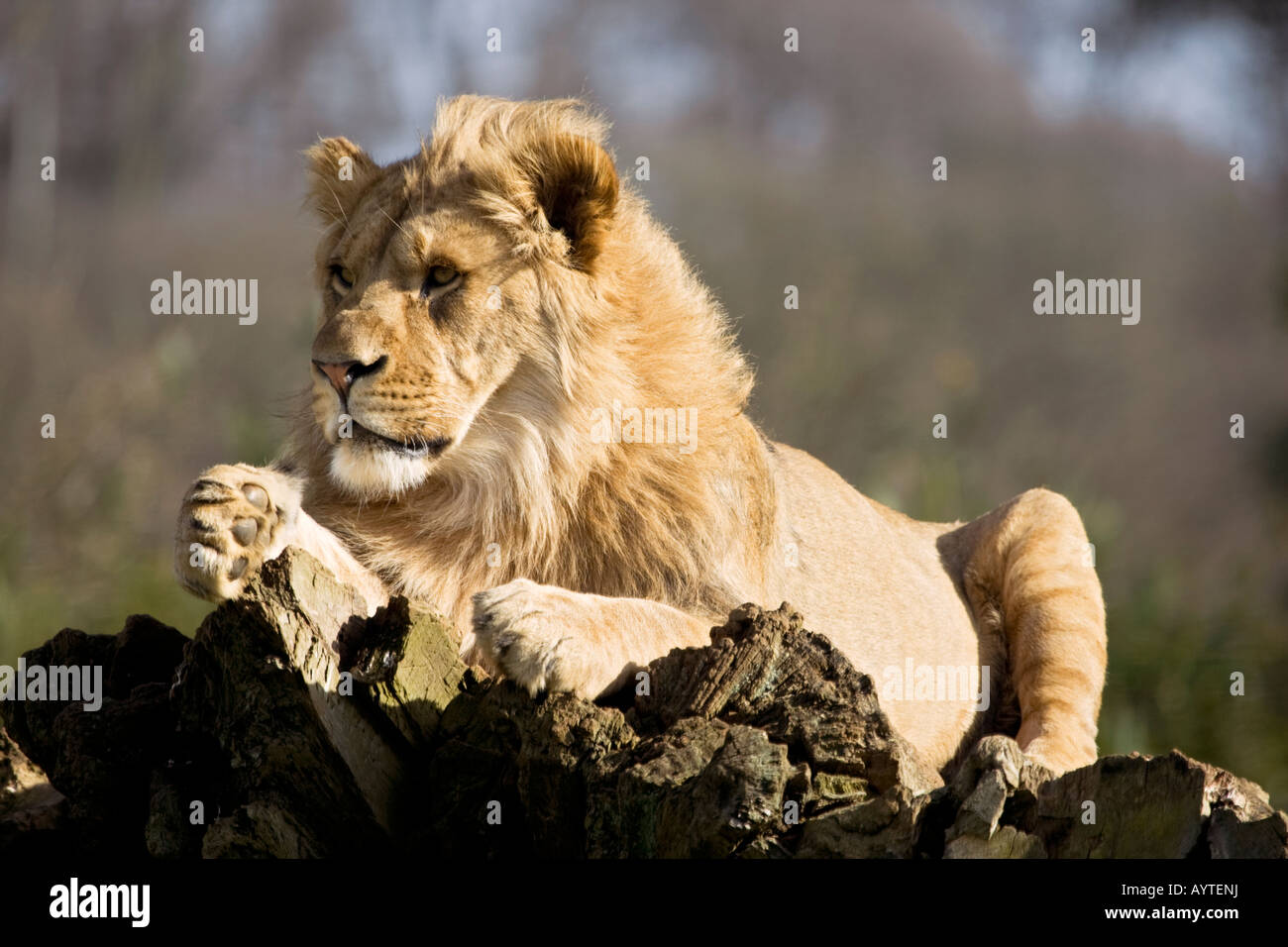 Mane lion sitting,England,UK Stock Photo