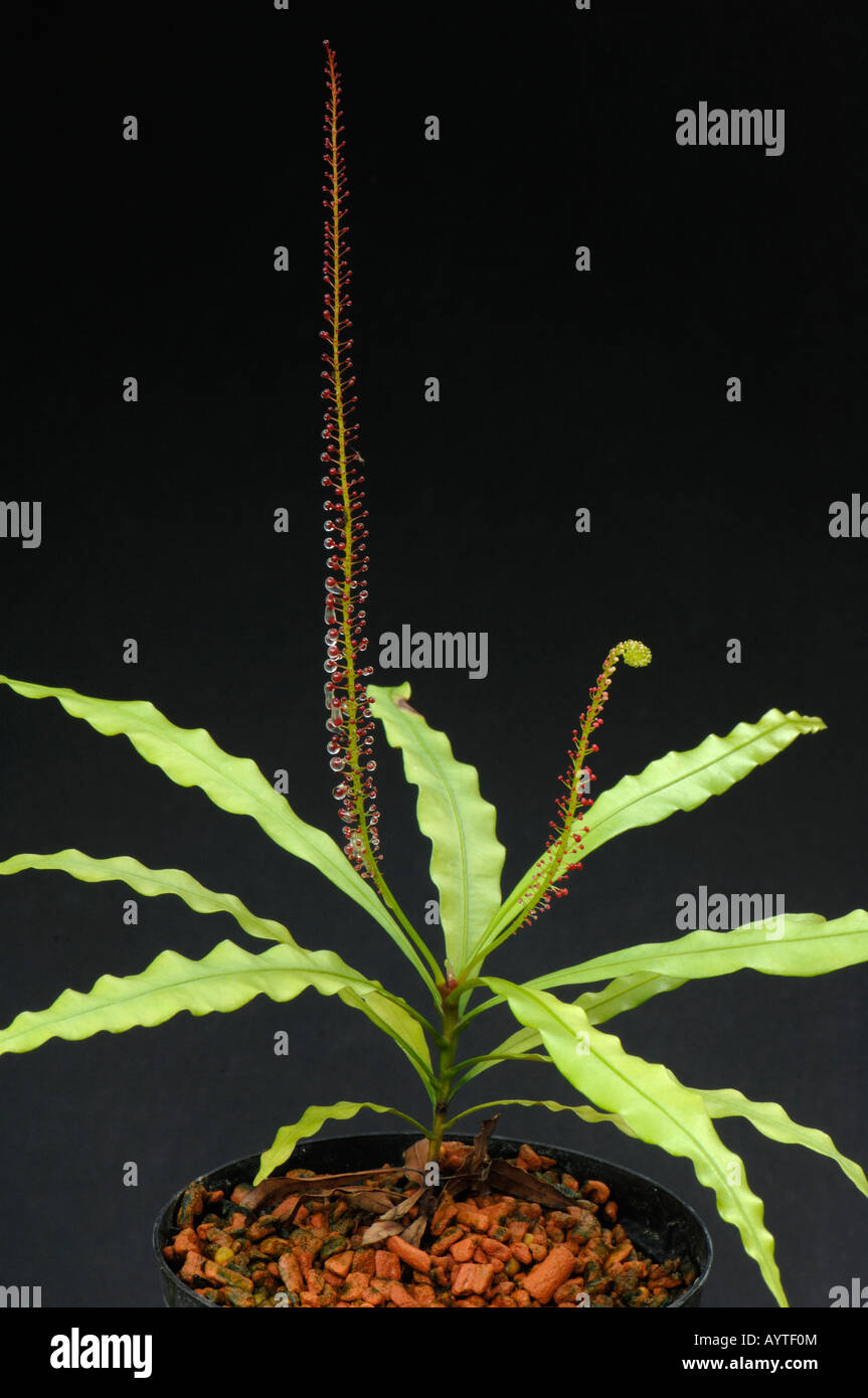 Airy Shaw (Triphyophyllum peltatum). Plant with normal and glandular leaves Stock Photo