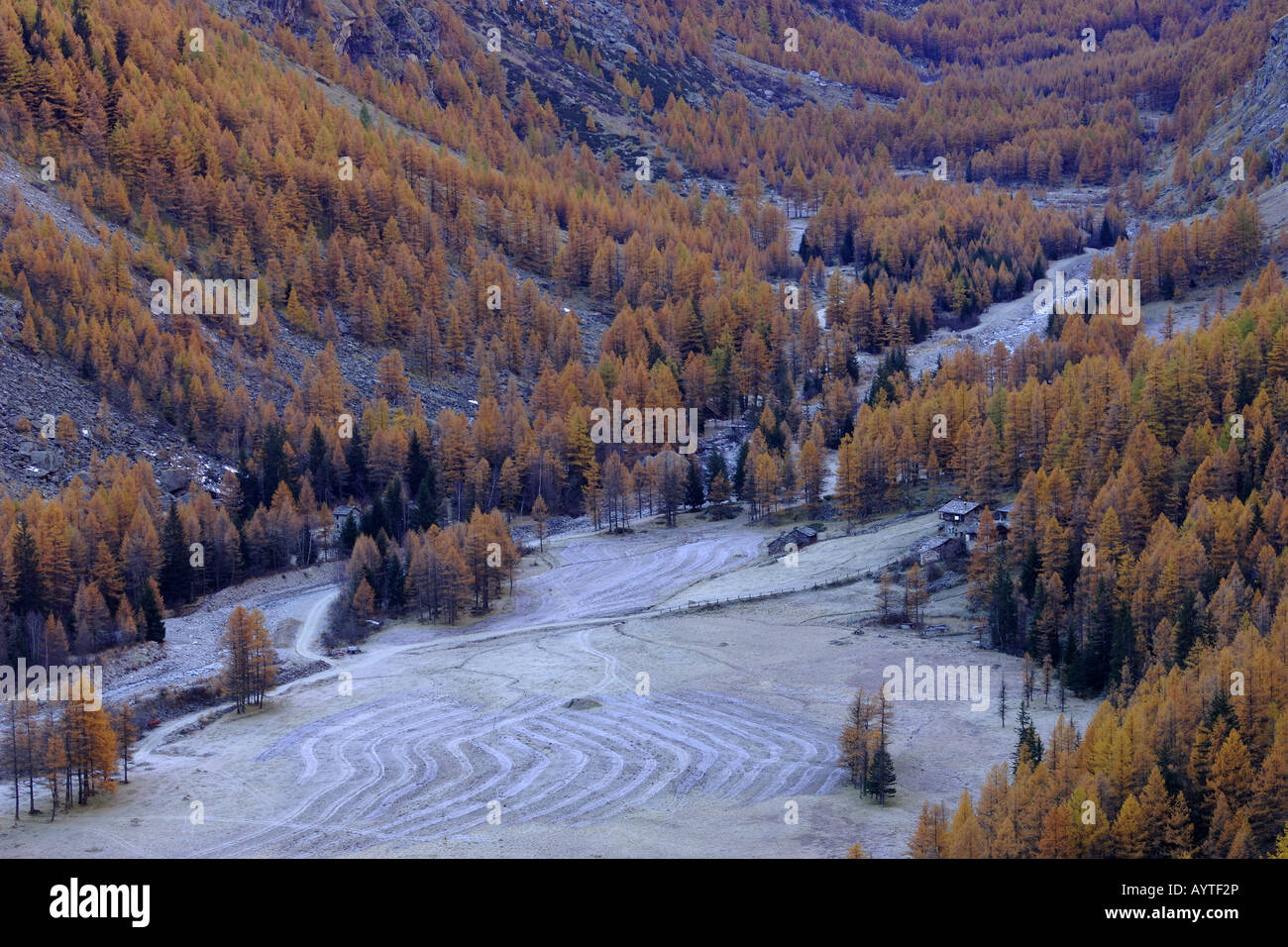 valnontey autumn fall valley Larix decidua landscape paesaggio autunno larici fondovalle gelo Parco Nazionale Gran Paradiso Vall Stock Photo