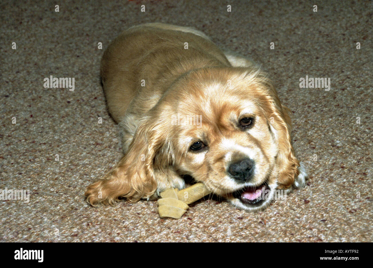 cocker spaniel biting puppy