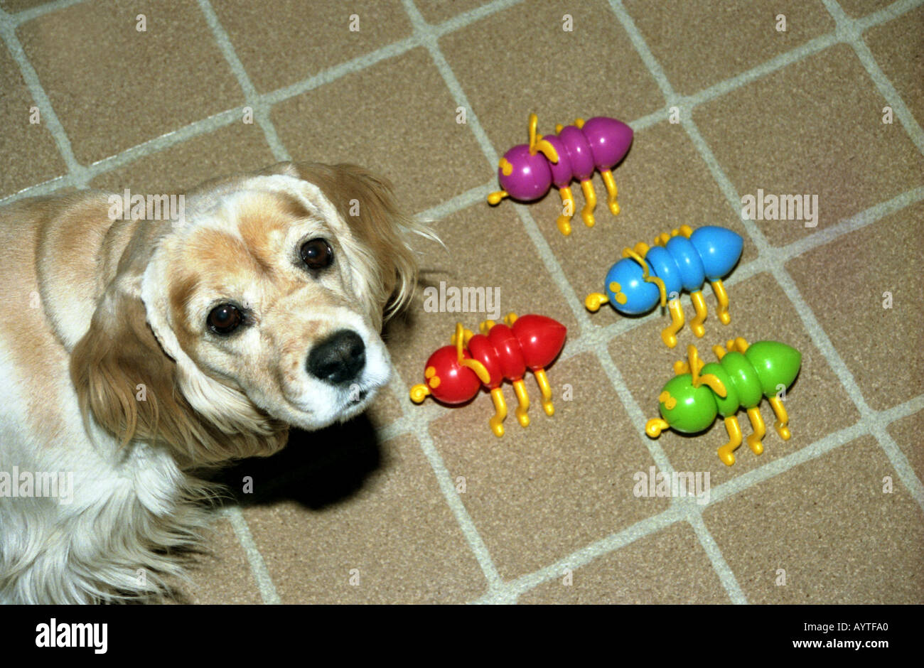 Cooties High Resolution Stock Photography And Images Alamy Cooties High Resolution Stock Photography And Images Alamy