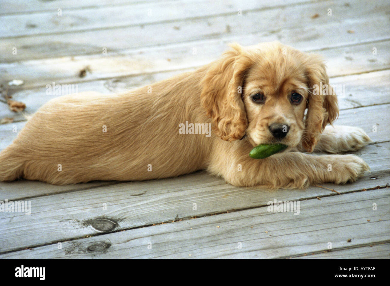 Cocker Spaniel puppy laying on wooden deck chewing on chili pepper Stock Photo Alamy