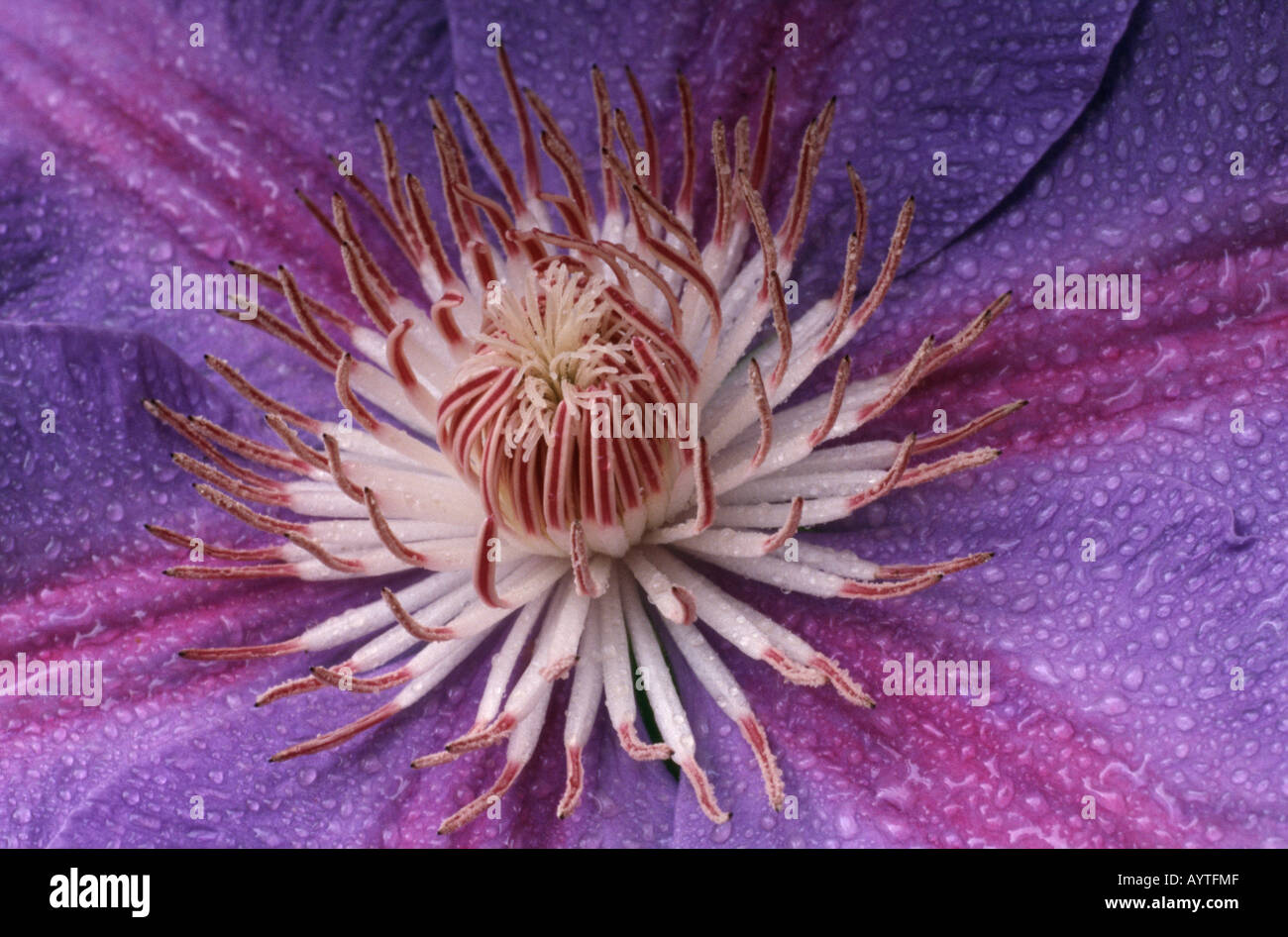 Clematis Dr Ruppel in the rain Stock Photo