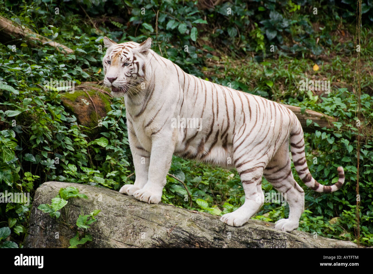 White tiger at Singapore Zoo Stock Photo